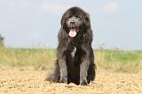 DOGUE DU TIBET 021